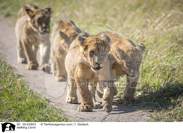 laufende Lwen / walking Lions / IG-02903