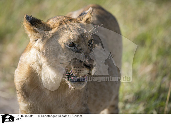 Lwe / Lion / IG-02904