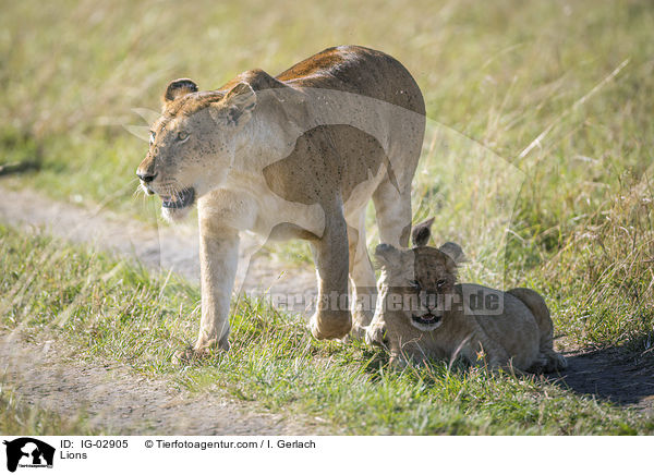 Lwen / Lions / IG-02905