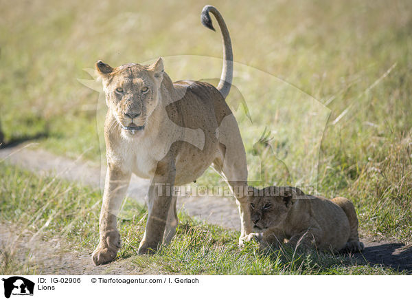 Lwen / Lions / IG-02906