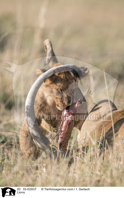 Lwen / Lions / IG-02937