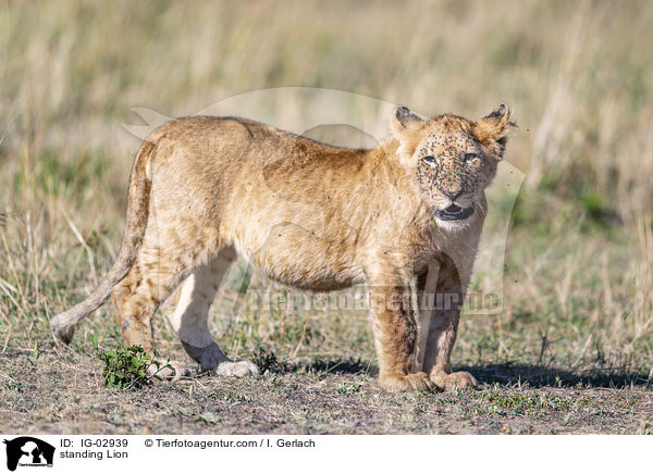 stehender Lwe / standing Lion / IG-02939