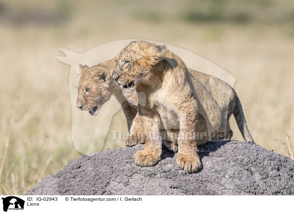 Lwen / Lions / IG-02943