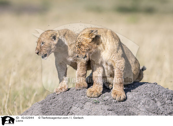 Lwen / Lions / IG-02944