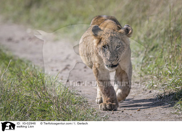 laufender Lwe / walking Lion / IG-02946