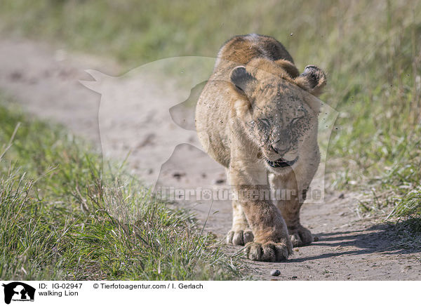 walking Lion / IG-02947