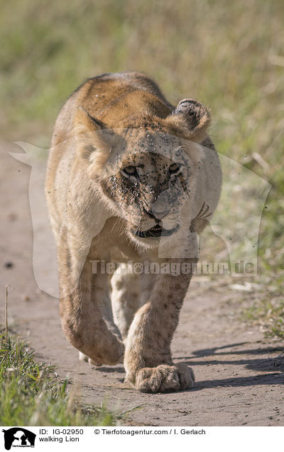 laufender Lwe / walking Lion / IG-02950