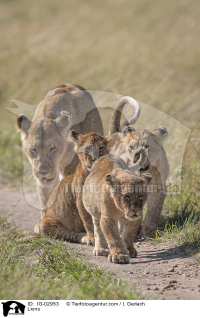 Lwen / Lions / IG-02953