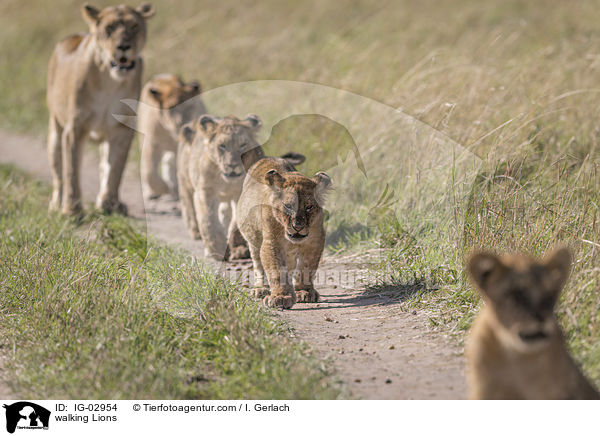 laufende Lwen / walking Lions / IG-02954