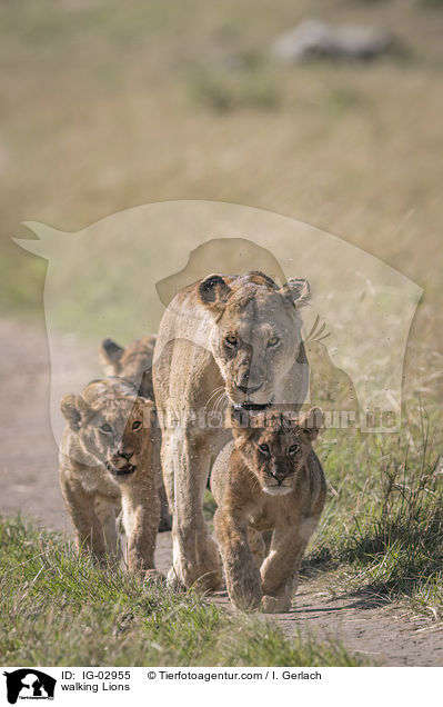 laufende Lwen / walking Lions / IG-02955