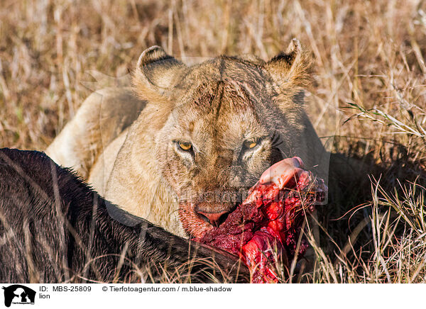 Lwe / lion / MBS-25809