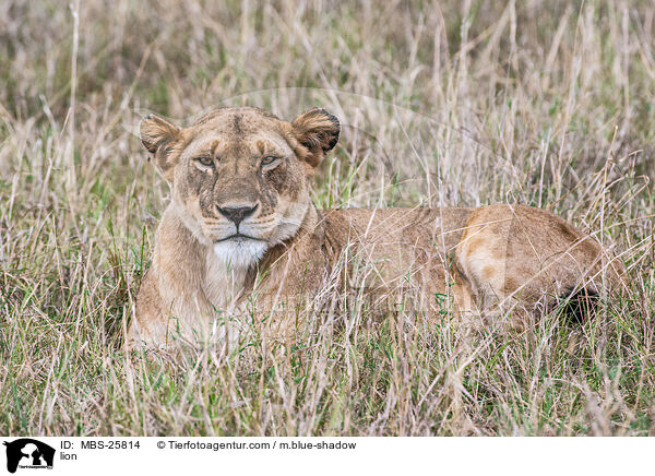 Lwe / lion / MBS-25814