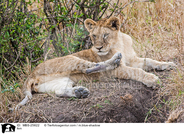 Lwe / lion / MBS-25822