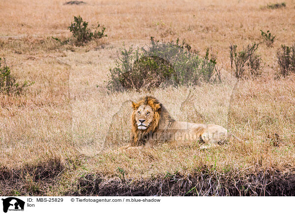 Löwe / lion / MBS-25829