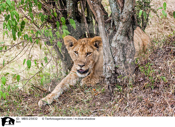Lwe / lion / MBS-25832