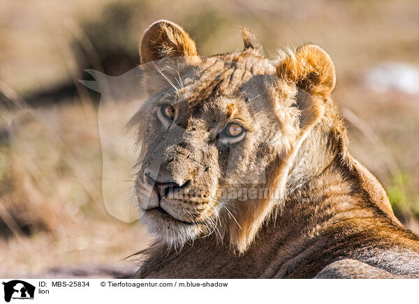 Lwe / lion / MBS-25834