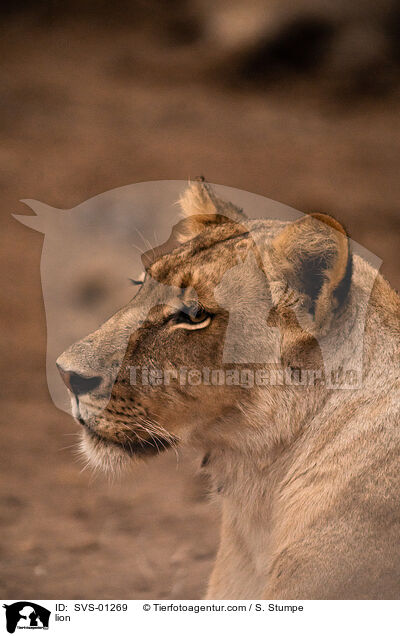lion / SVS-01269