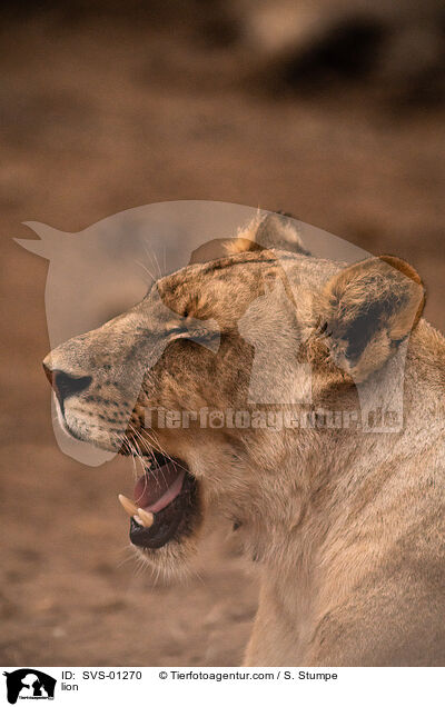 lion / SVS-01270