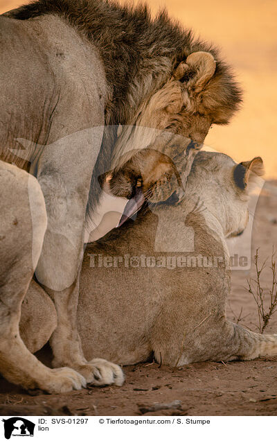Lwe / lion / SVS-01297