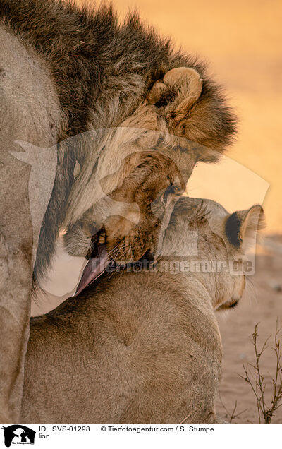 Lwe / lion / SVS-01298