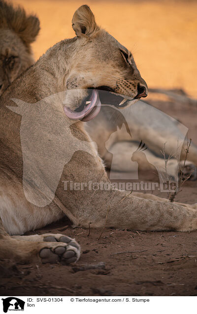 Lwe / lion / SVS-01304