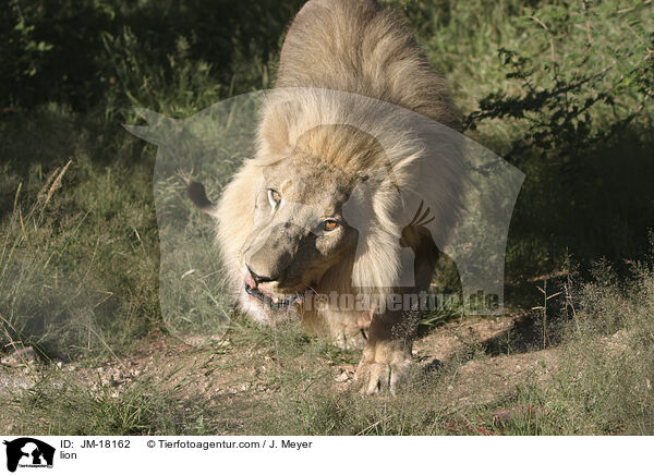Lwe / lion / JM-18162