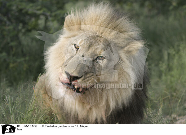 Lwe / lion / JM-18166