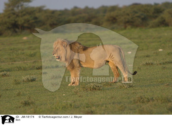 Lwe / lion / JM-18174