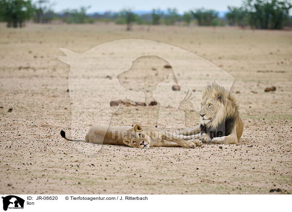 Lwe / lion / JR-06620
