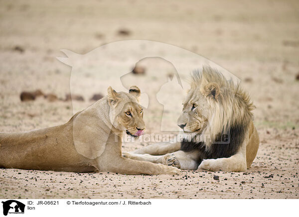 Lwe / lion / JR-06621