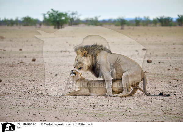 Lwe / lion / JR-06626
