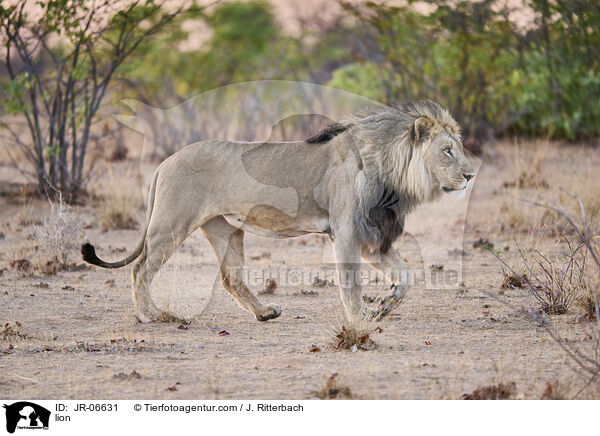 Lwe / lion / JR-06631