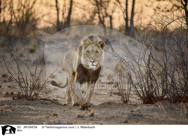 Lwe / lion / JR-06639