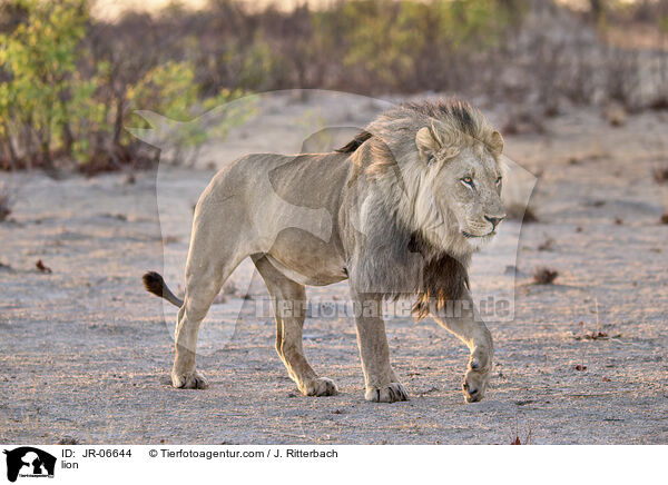 Lwe / lion / JR-06644