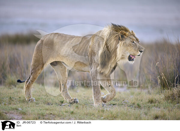 lion / JR-06723
