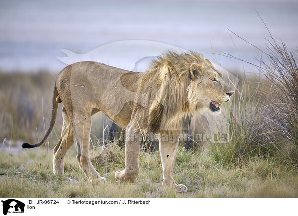 Lwe / lion / JR-06724