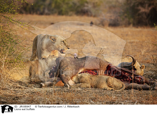 Lwen fressen Bffel / Lions eat buffalo / JR-06947