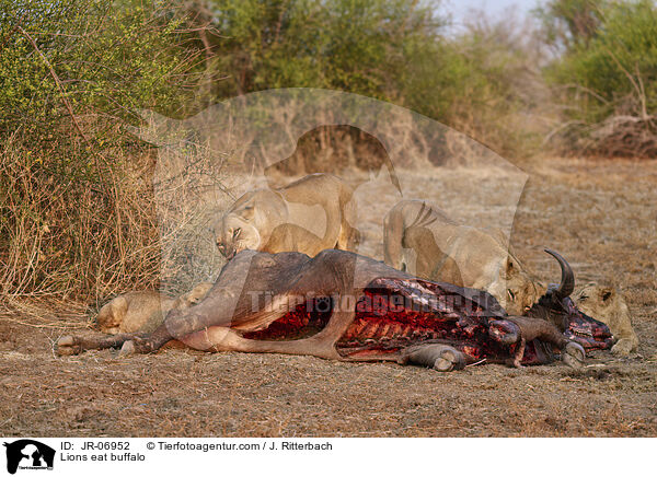 Lwen fressen Bffel / Lions eat buffalo / JR-06952