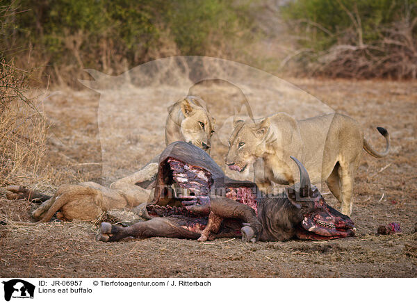 Lwen fressen Bffel / Lions eat buffalo / JR-06957