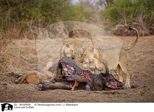 Lions eat buffalo / JR-06958