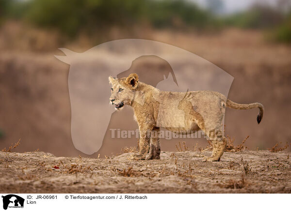 Lion / JR-06961
