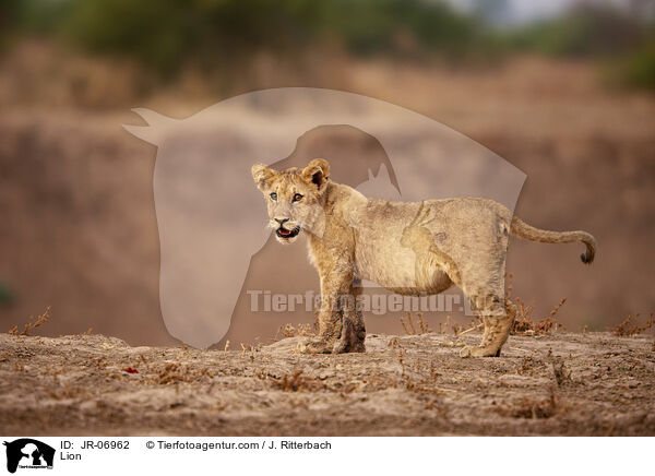 Lion / JR-06962
