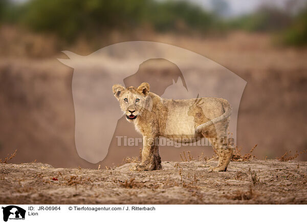 Lion / JR-06964