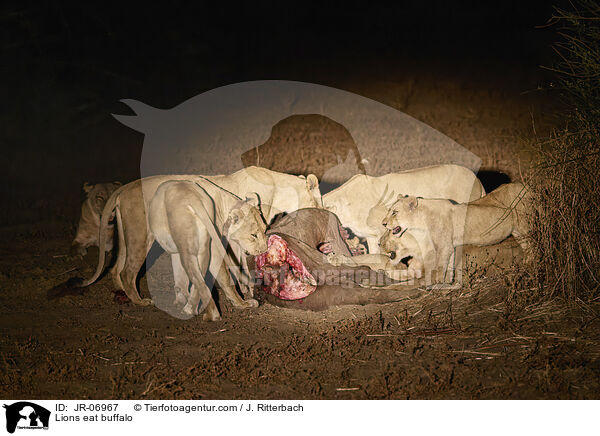 Lwen fressen Bffel / Lions eat buffalo / JR-06967