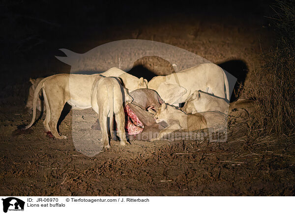 Lwen fressen Bffel / Lions eat buffalo / JR-06970