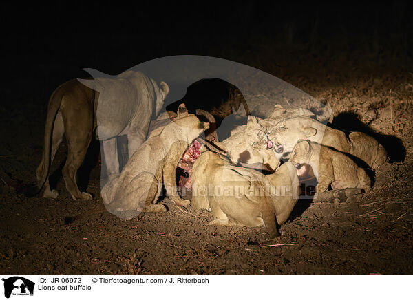Lions eat buffalo / JR-06973