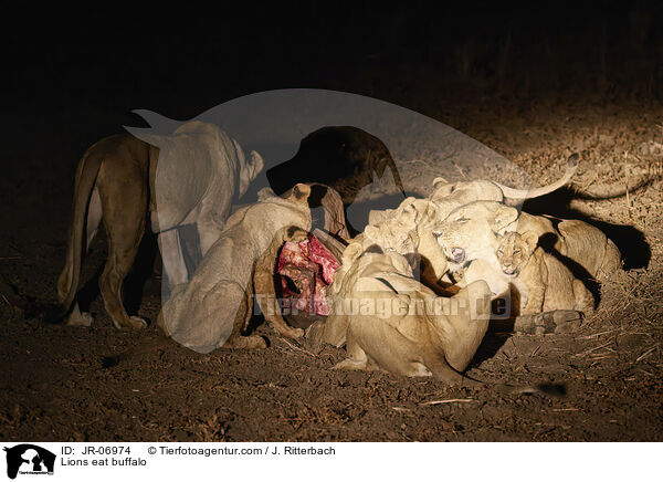 Lions eat buffalo / JR-06974