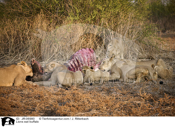 Lwen fressen Bffel / Lions eat buffalo / JR-06980