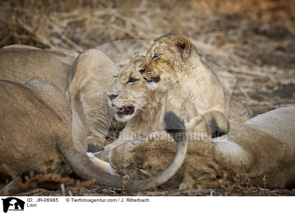 Lion / JR-06985