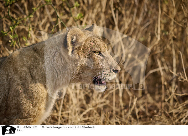 Lion / JR-07003